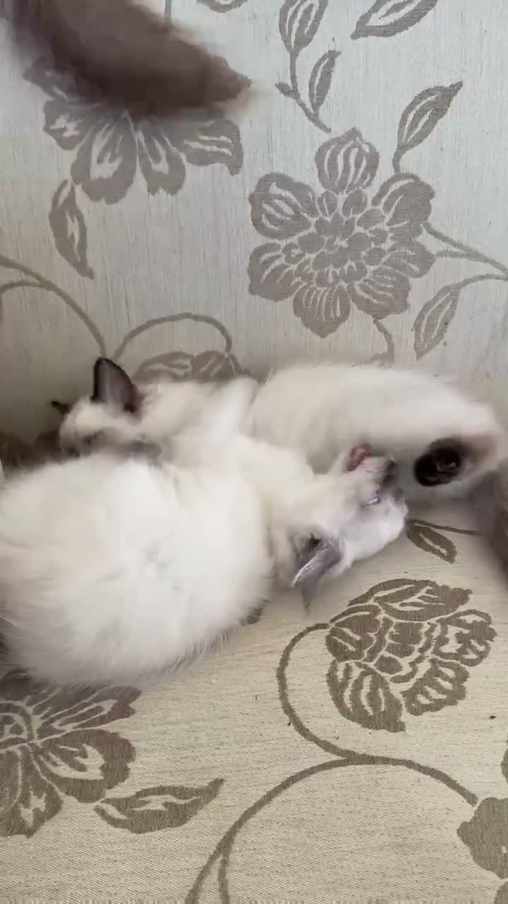 Ragdoll cats for sale: Adorable ragdoll kittens only two left - Video 3