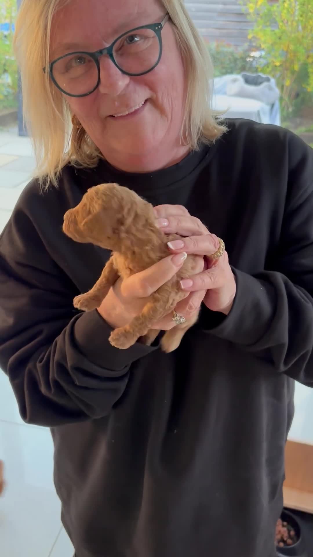 Toy Poodle dogs for sale: Toy poodle pups - Video 1