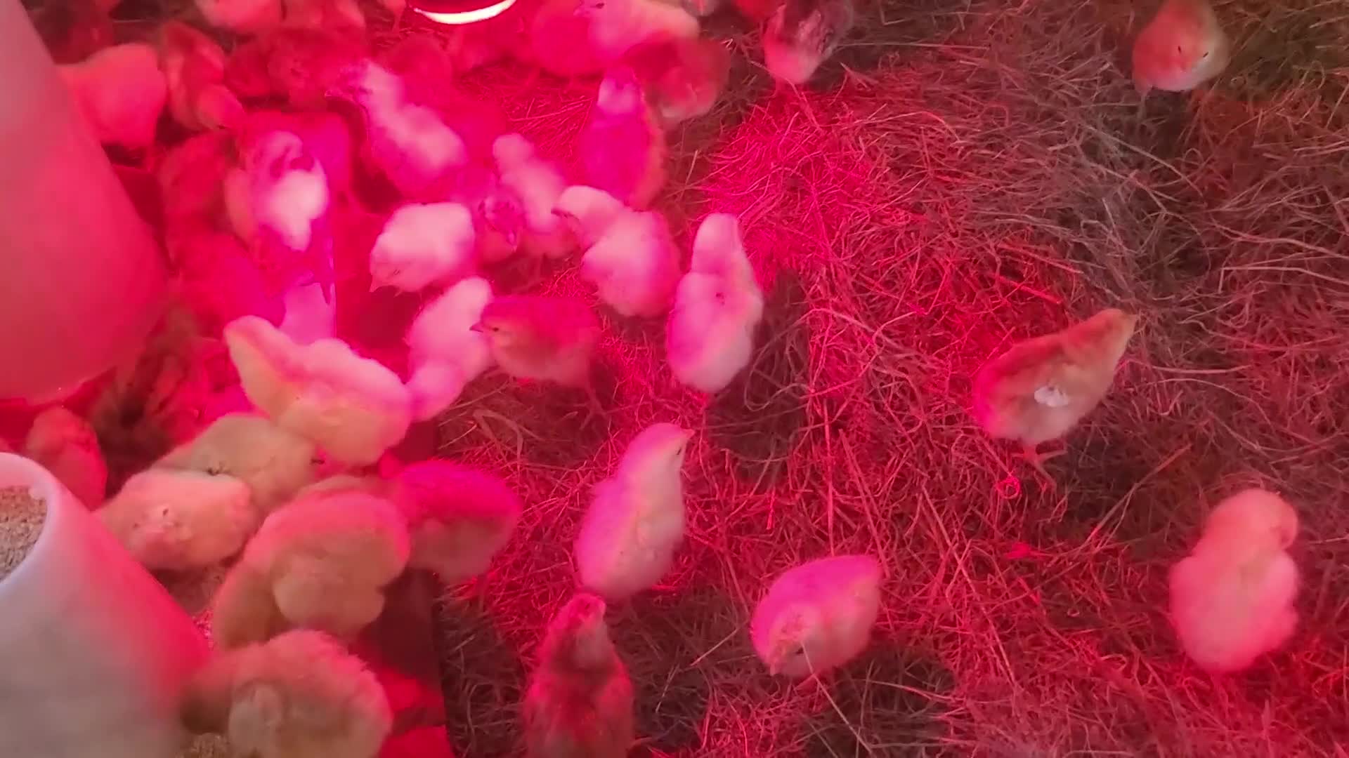 Mixed Breed poultry for sale: Day Old to 7 Week Chicks Farmyard Crosses - Video 3