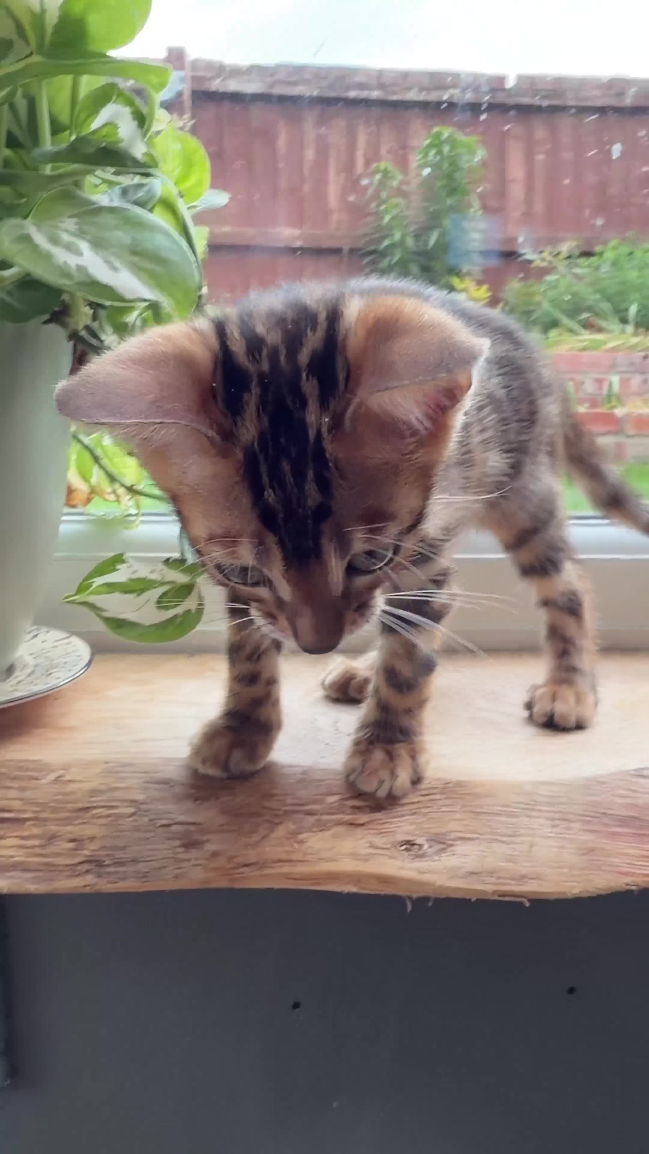 Bengal cats for sale: 🐾 Show quality GCCF Bengal Kittens for Sale 🐾 - Video 5