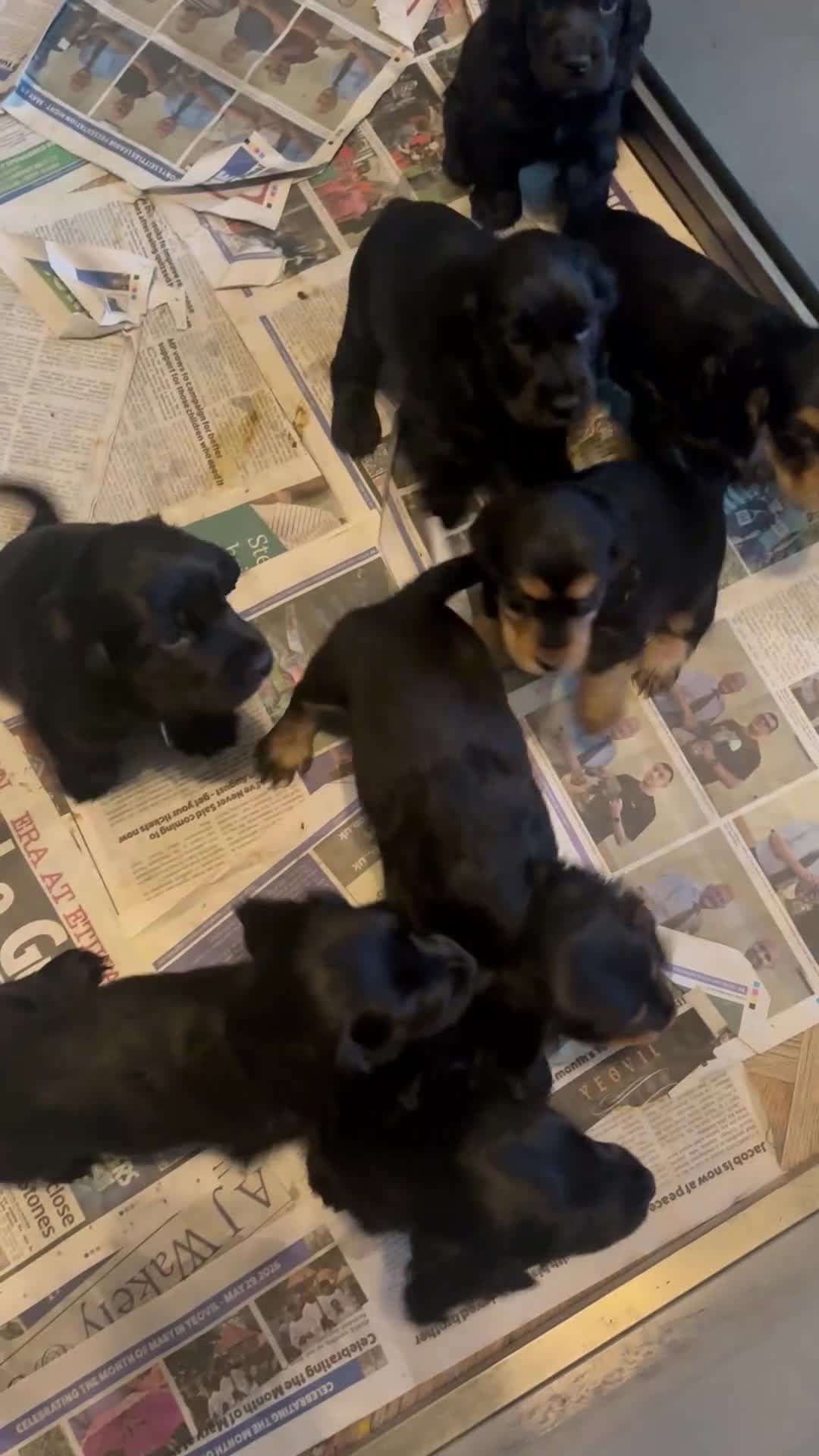 Cocker Spaniel dogs for stud: Proven male cocker spaniel  - Video 1