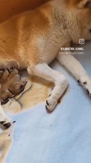 Japanese Akita Inu dogs for sale: ♥OUR PUPPIES ARRIVED♥ in Builth Wells - Video 1