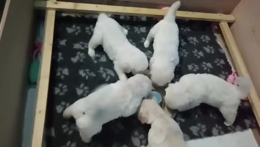 Golden Retriever dogs for sale:  ONLY 2 males left!!! Golden Retriever pups - Video 1