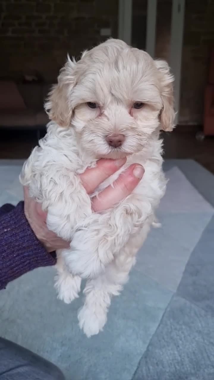 Maltipoo dogs for sale: Family-Raised F2 Toy Maltipoos✨DNA Clear✨Pedigree - Video 3