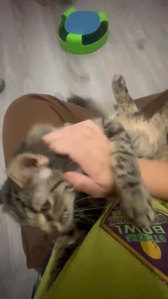Mixed Breed cats for adoption: Mopsy the cuddlebug - Video 2