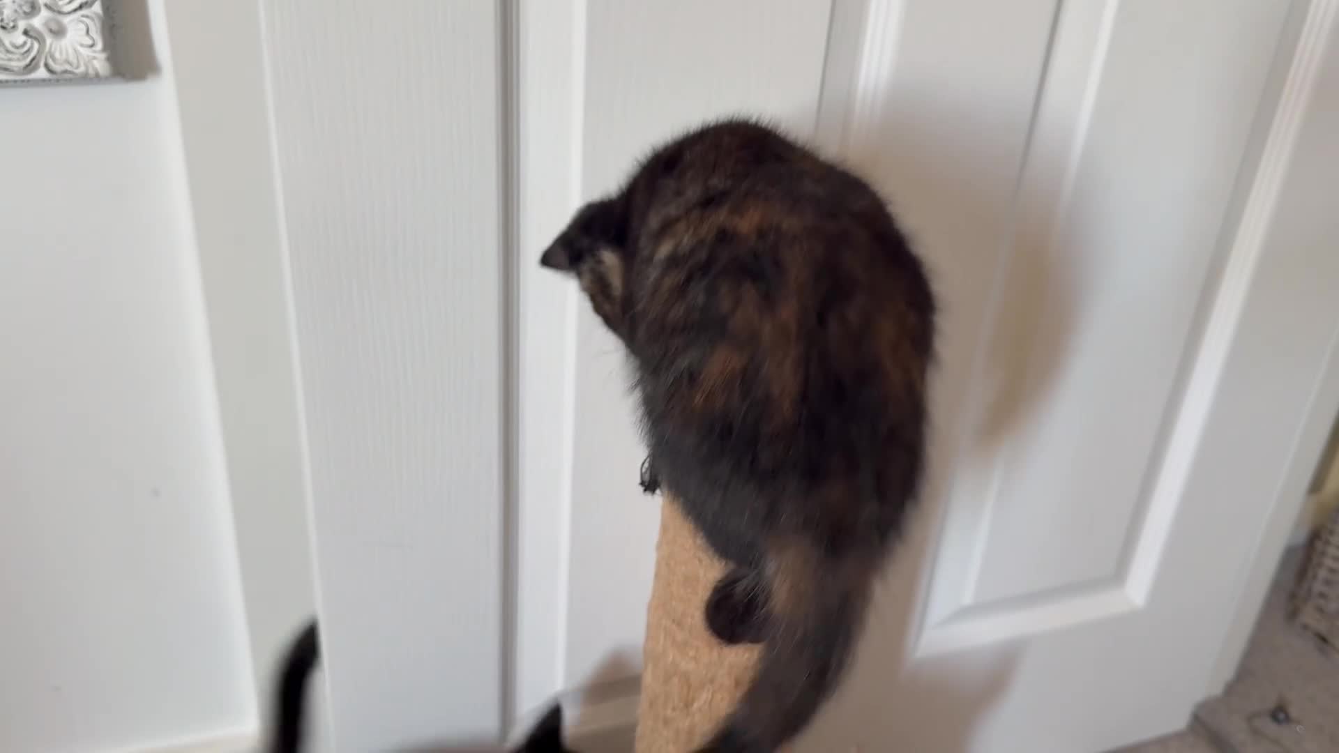 British Shorthair cats for sale: 3 Gorgeous Tortoiseshell Girls for forever home.  in Witney - Video 2