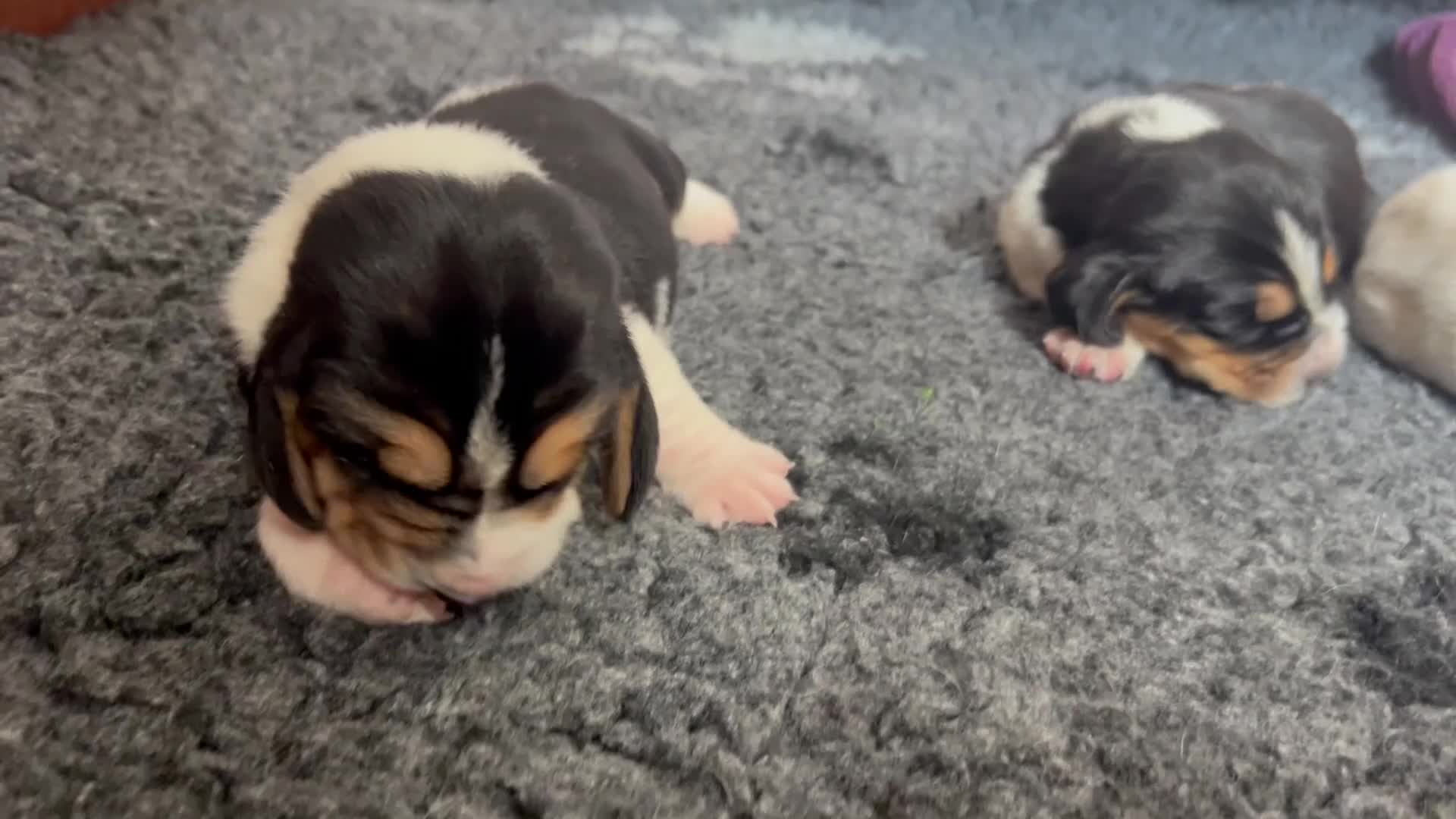 Basset Hound dogs for sale: Stunning KC Basset Hound Pups - Video 1