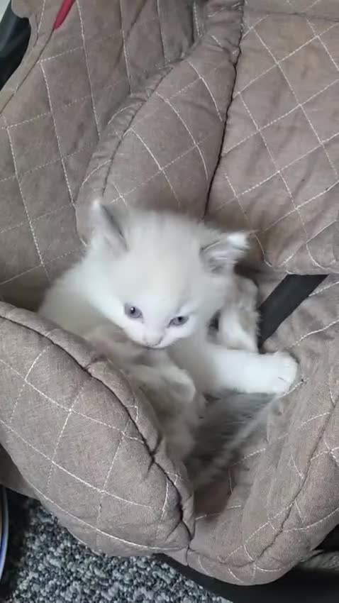 Ragdoll cats for sale: Cattiness Ragdoll - Video 1