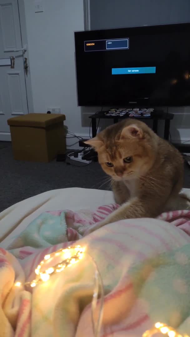 British Shorthair cats for stud: Gold BRI ny12 Stud in Derby - Video 1