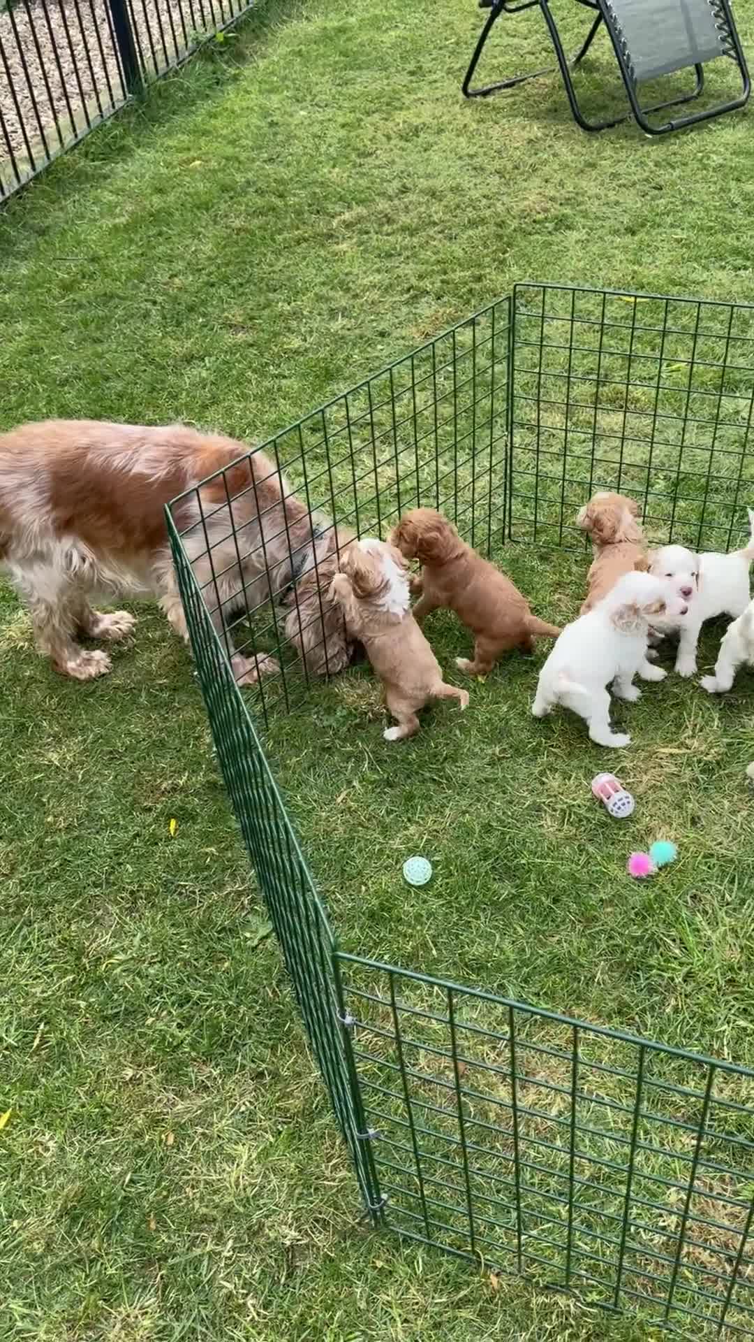 Cockapoo dogs for sale: 5🌟licensed breeder F1 Cockapoo's - Video 2