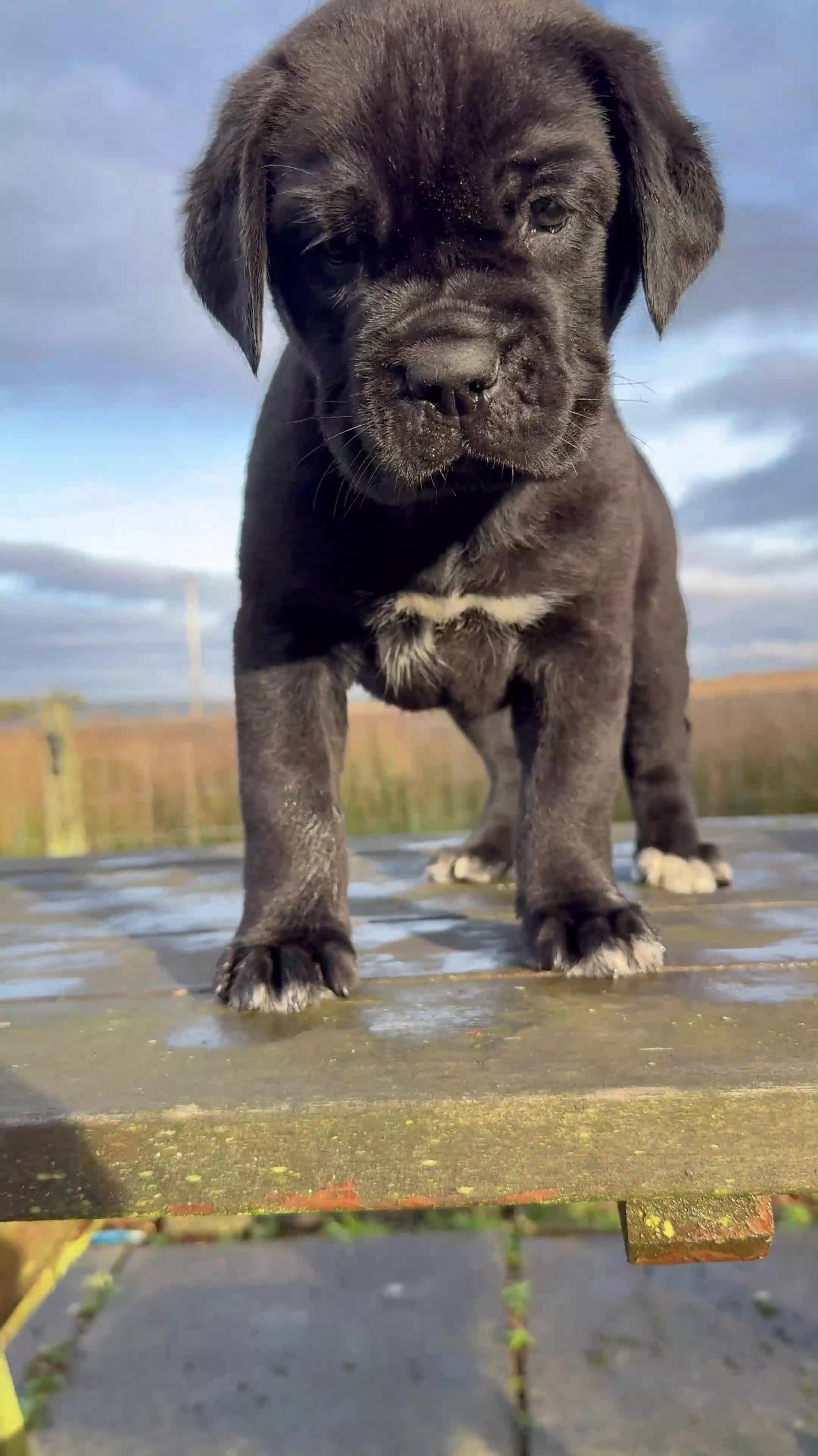 Mixed Breed dogs for sale: Labrador X  - Video 1