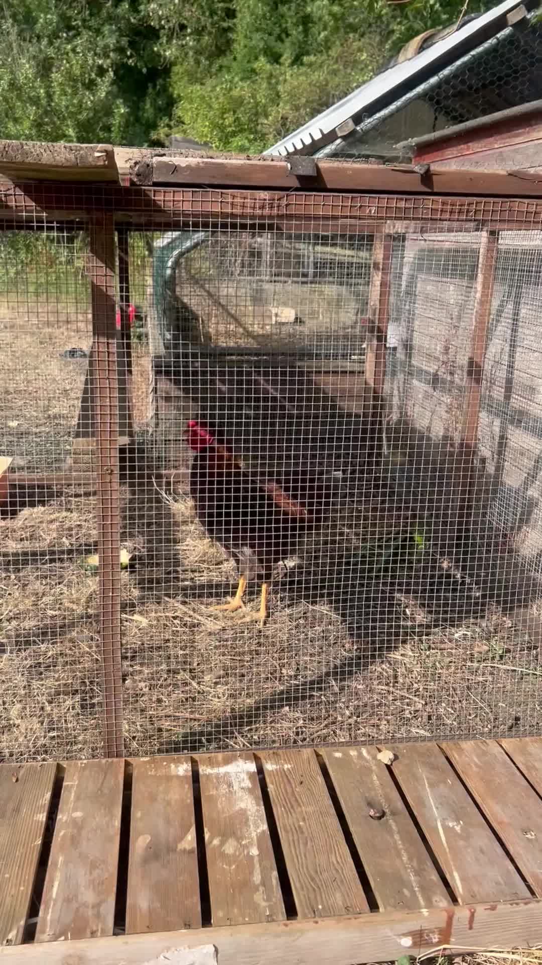 Chickens poultry for sale: Blue Laced Red Wyandotte Cockerel in Ware - Video 1