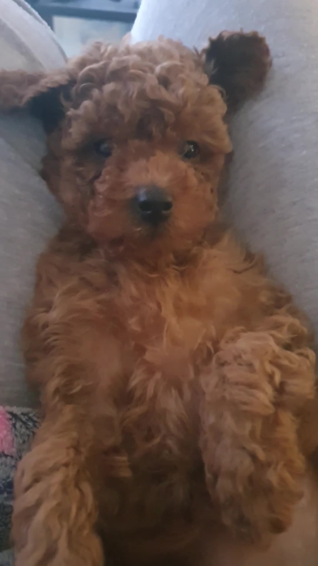 Toy Poodle dogs for sale: STUNNING KC REGISTED TOY POODLE BOY - Video 1