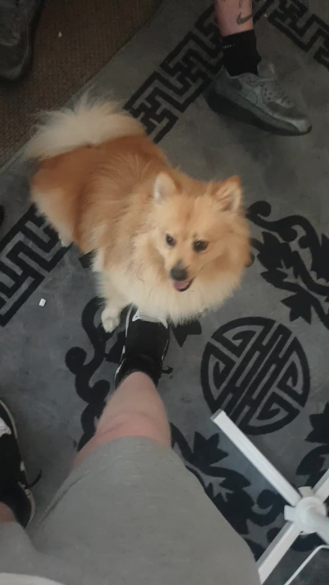 Pomeranian dogs for sale: Beautiful orange pomeranian  - Video 1