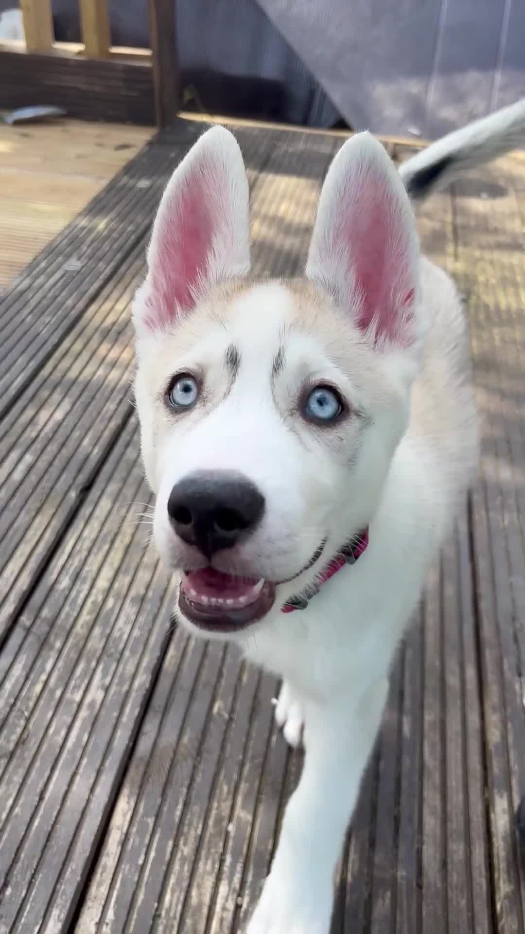 Siberian Husky dogs for sale: LAST Siberian Husky Puppy - Fully Vaccinated - Video 3