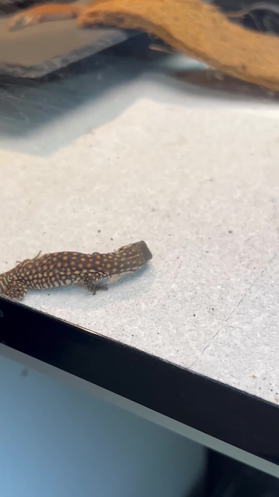 Monitor reptiles for sale: 🦎 Pure Red Ackie Monitors - Video 2
