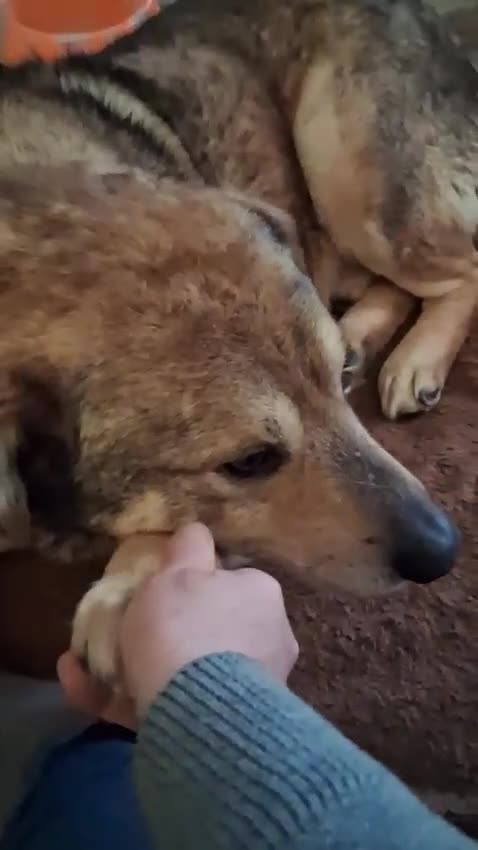 Mixed Breed dogs for adoption: QUINN Saved from kill shelter Now he needs you ❤️ in Droitwich - Video 1