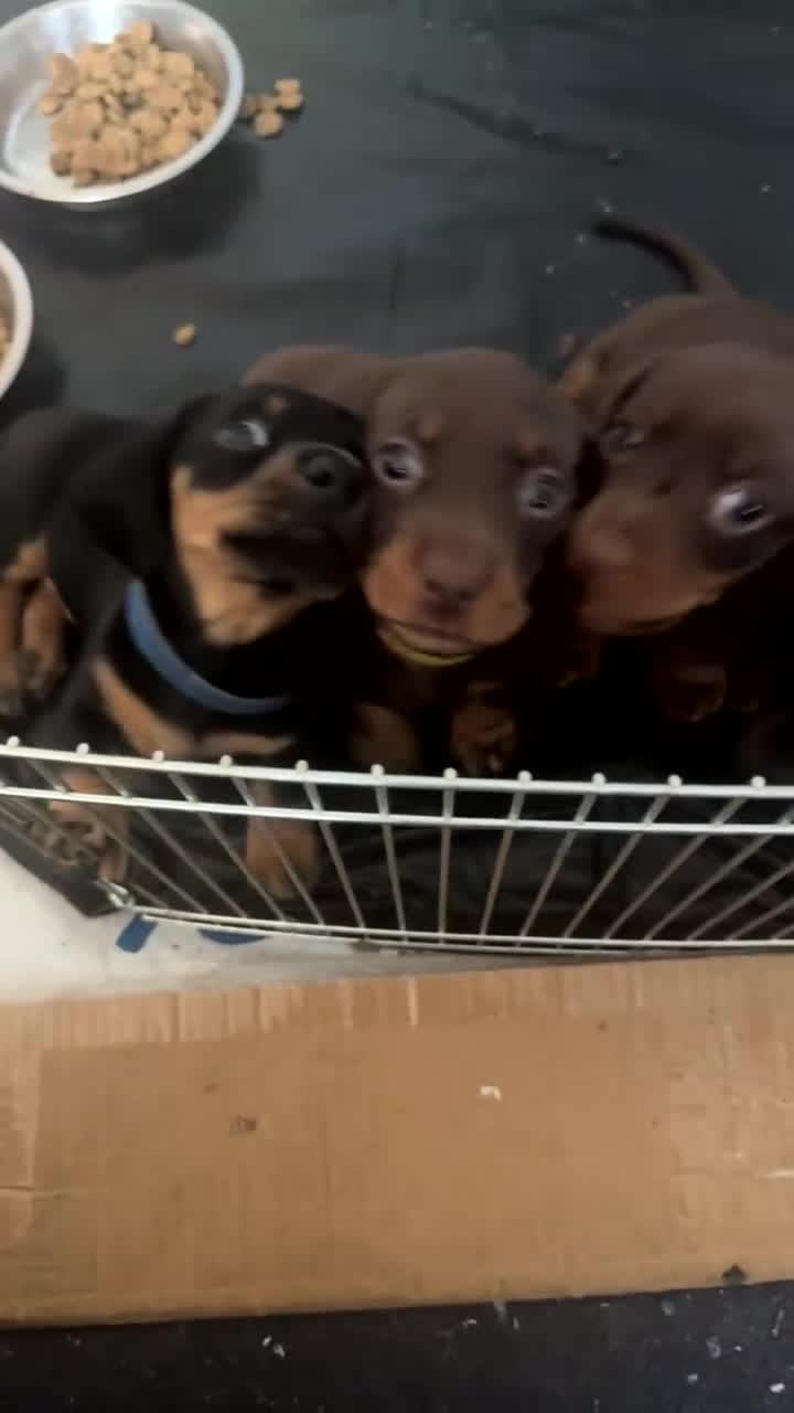 Miniature Dachshund dogs for sale: 4 beautiful miniature dachshund puppies - Video 1