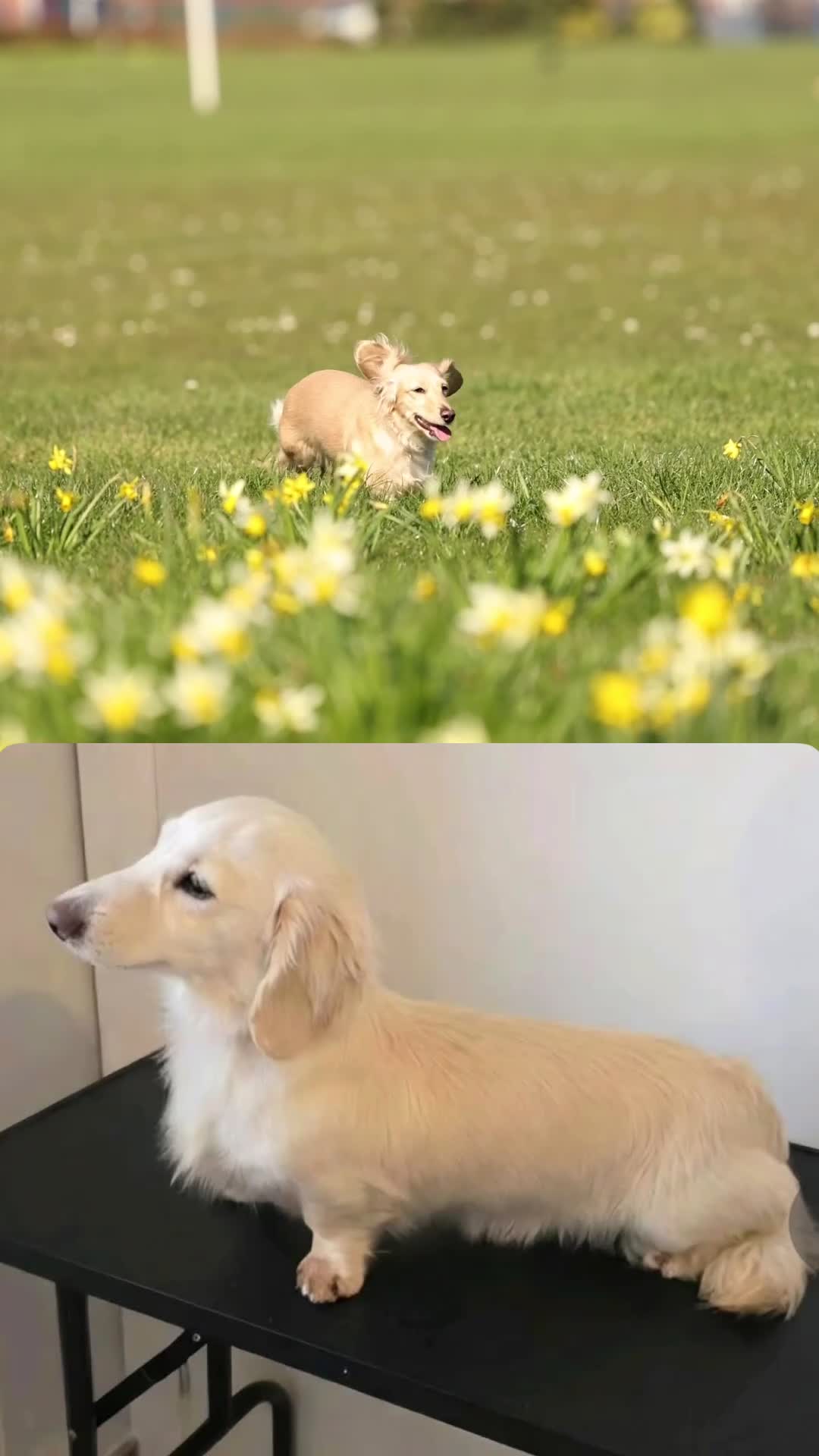 Dachshund dogs for sale: Fluffy miniature dachshund - Video 1