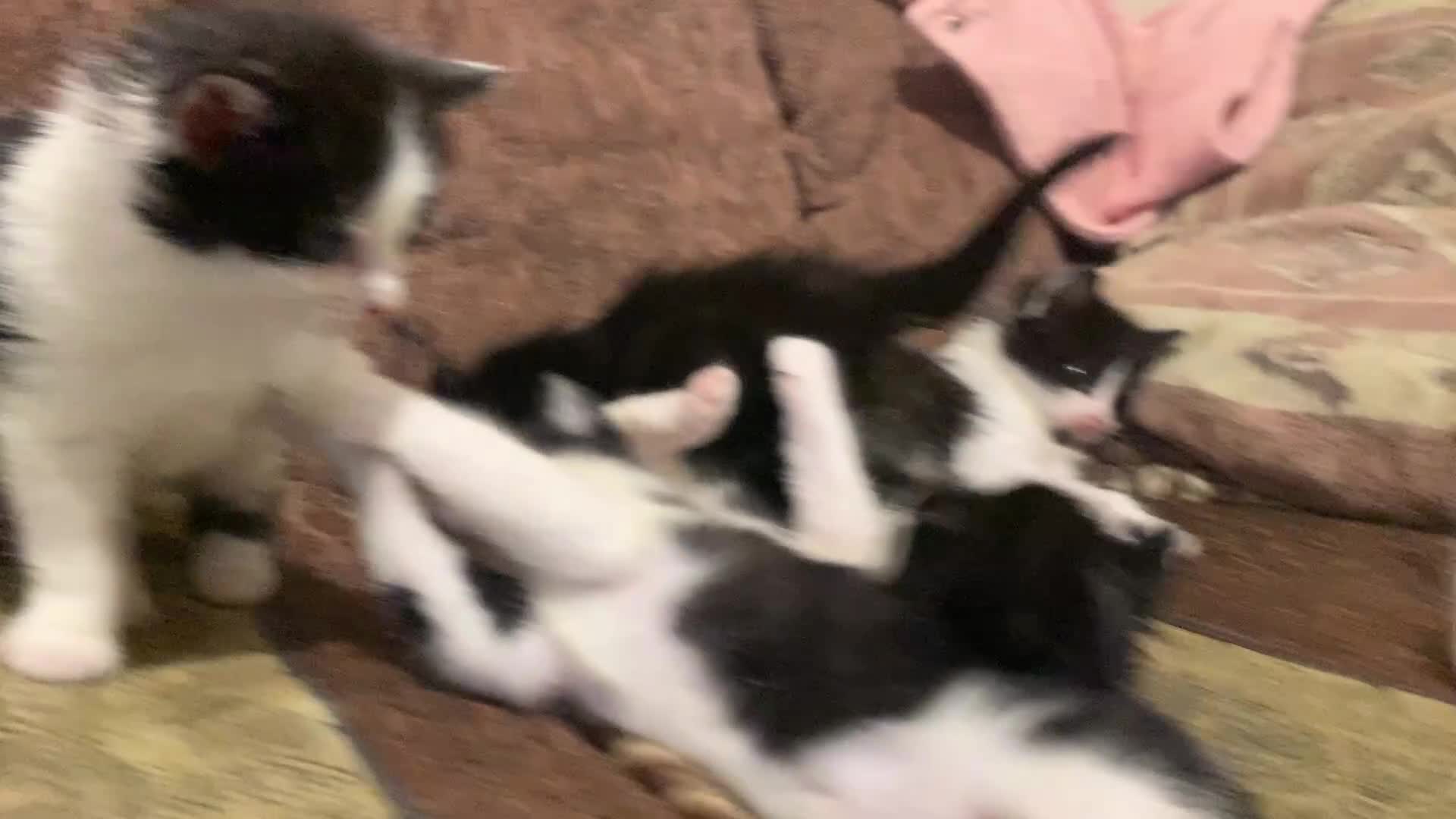 Mixed Breed cats for sale: Sweet Kittens Looking for Loving Homes - Video 1