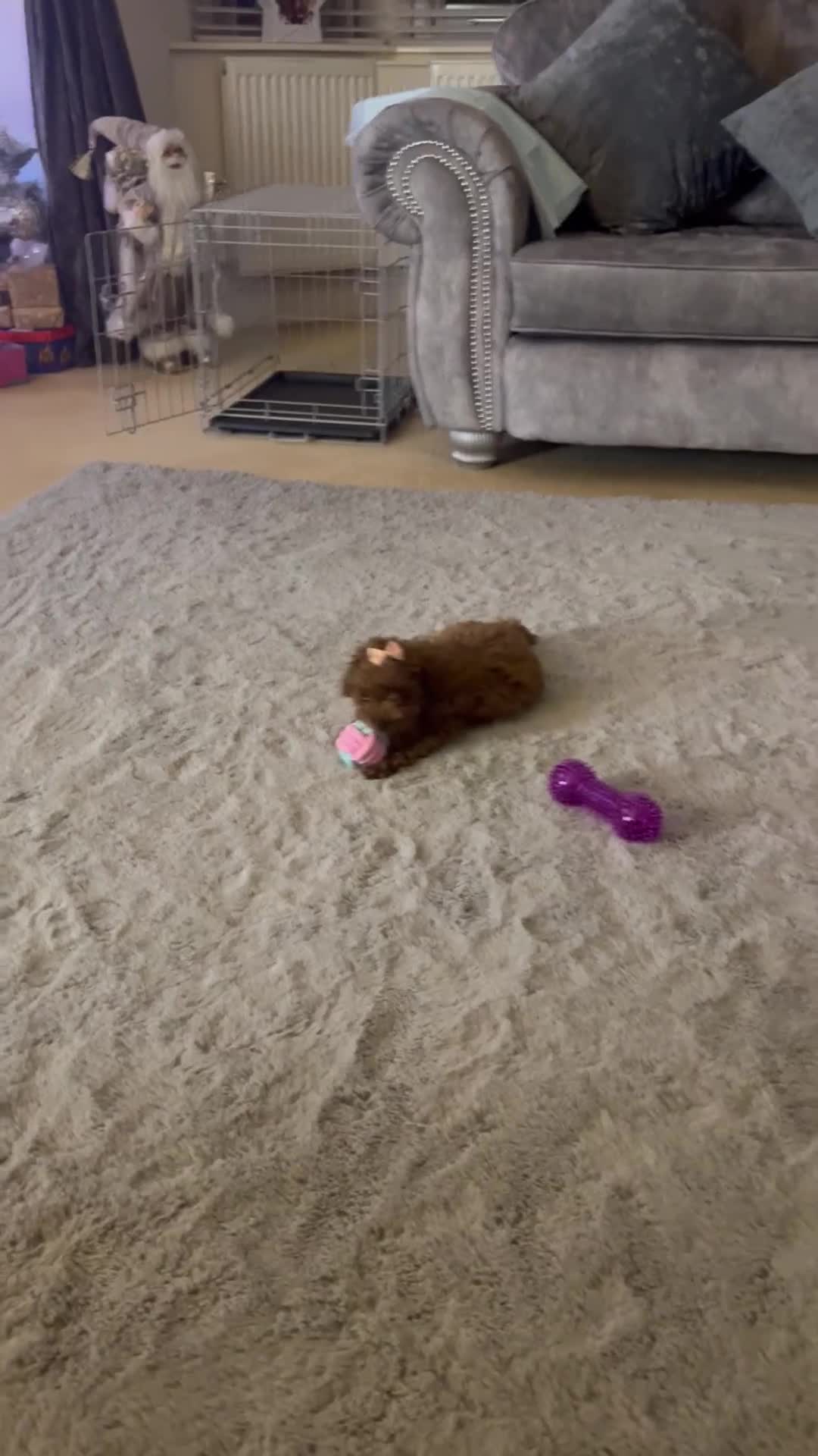 Toy Poodle dogs for sale:  **  poodle - Video 1