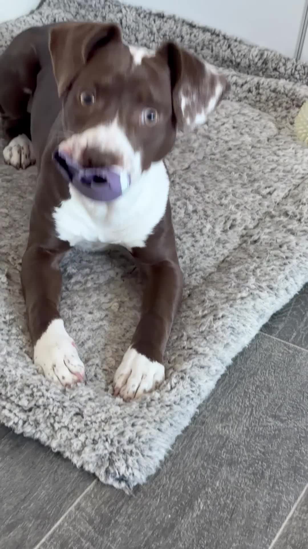 Mixed Breed dogs for sale: Nova  - Video 1