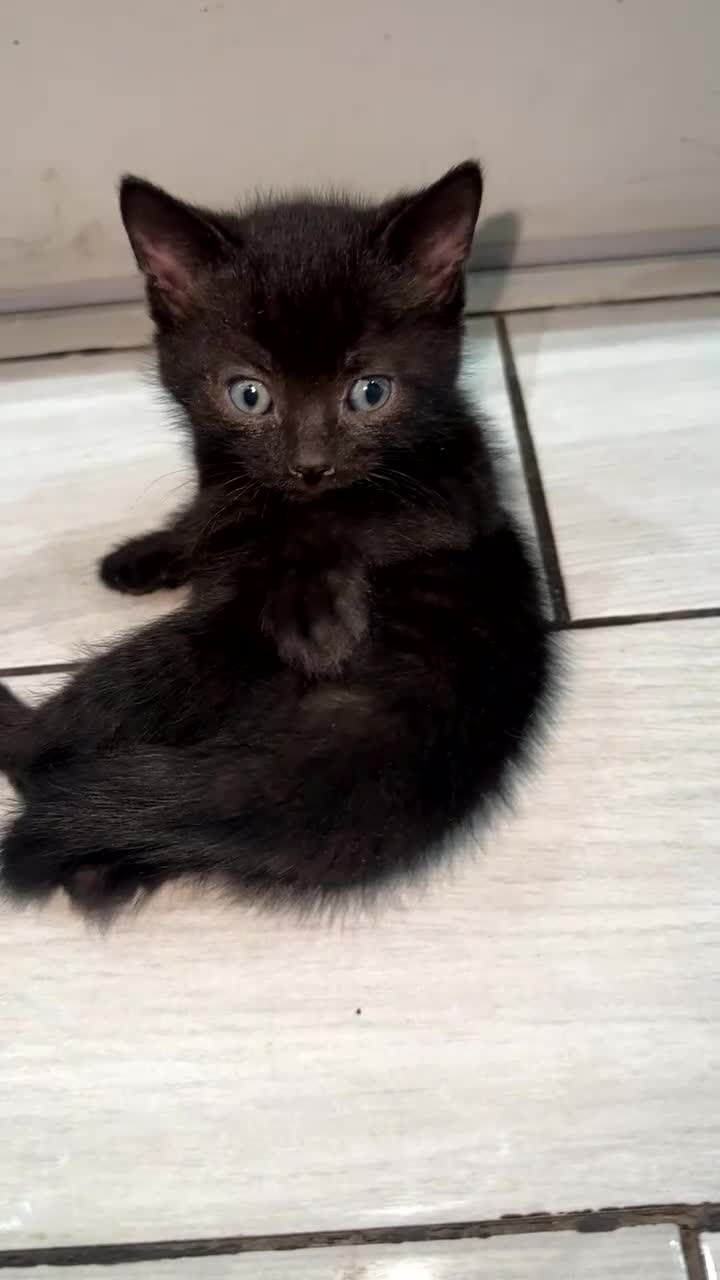 Domestic Shorthair cats for sale: Adorable tabby kittens and black kittens  - Video 1