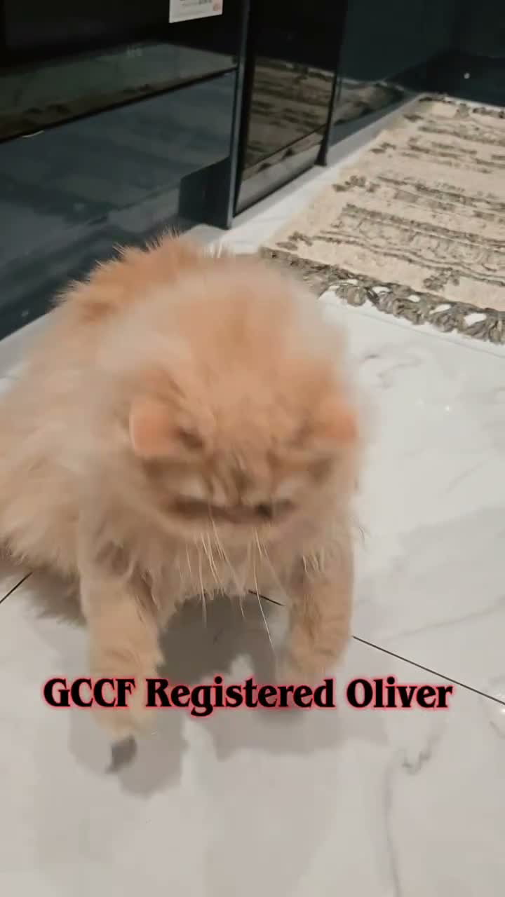 Persian cats for sale: 🐾👑 GCCF REGISTERED PERSIAN GIRLs 👑🐾 - Video 1