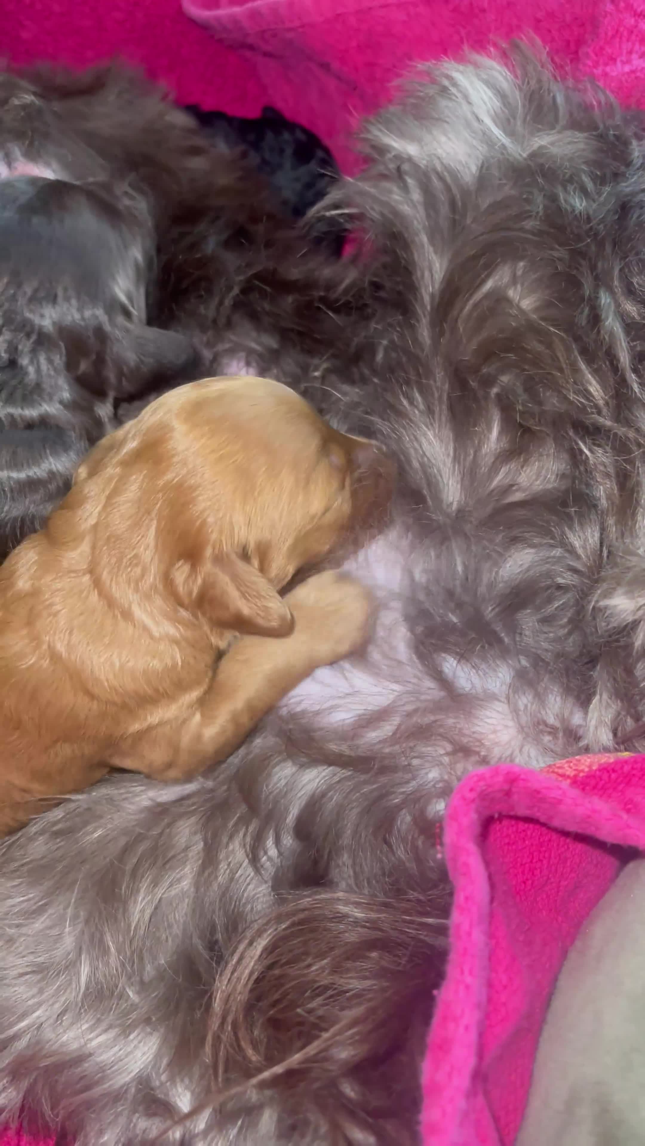 Cockapoo dogs for sale: 3 Cockapoo puppies for sale  - Video 1