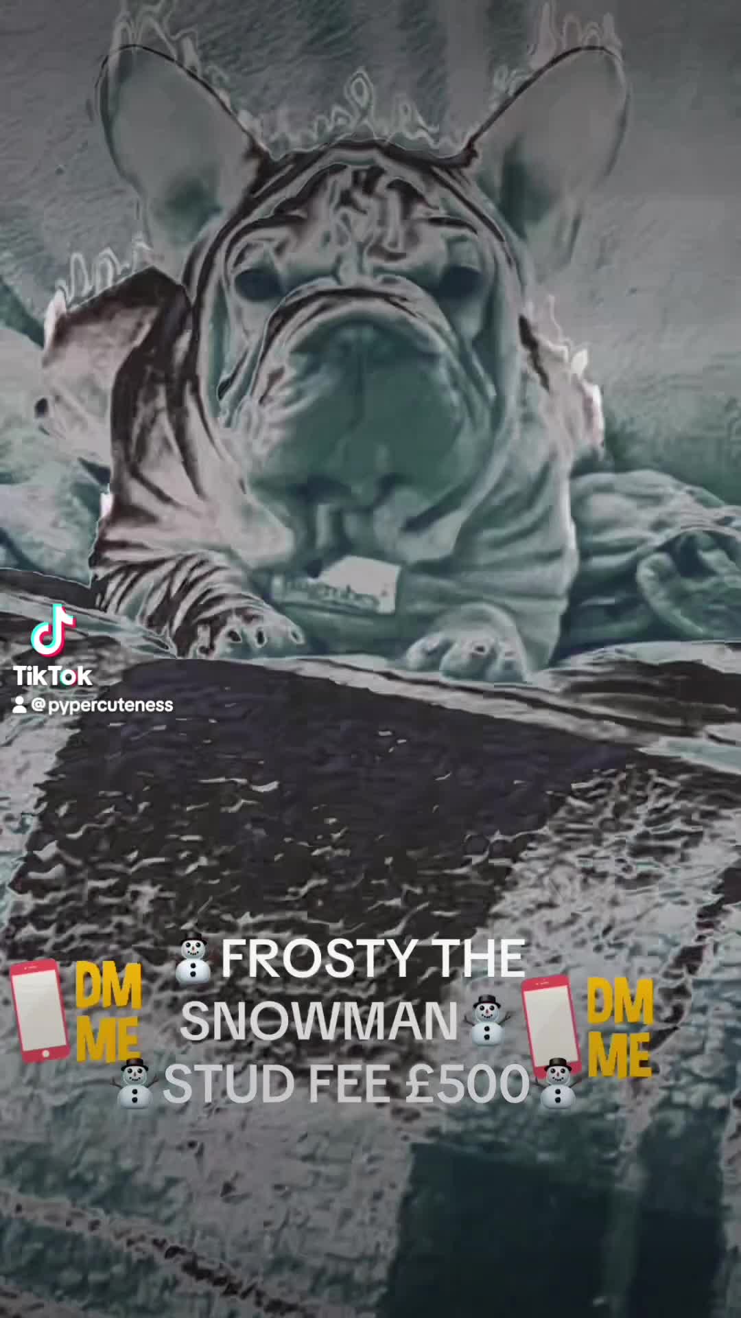 French Bulldog dogs for sale: ☃️FROSTY THE SNOWMAN☃️ - Video 4