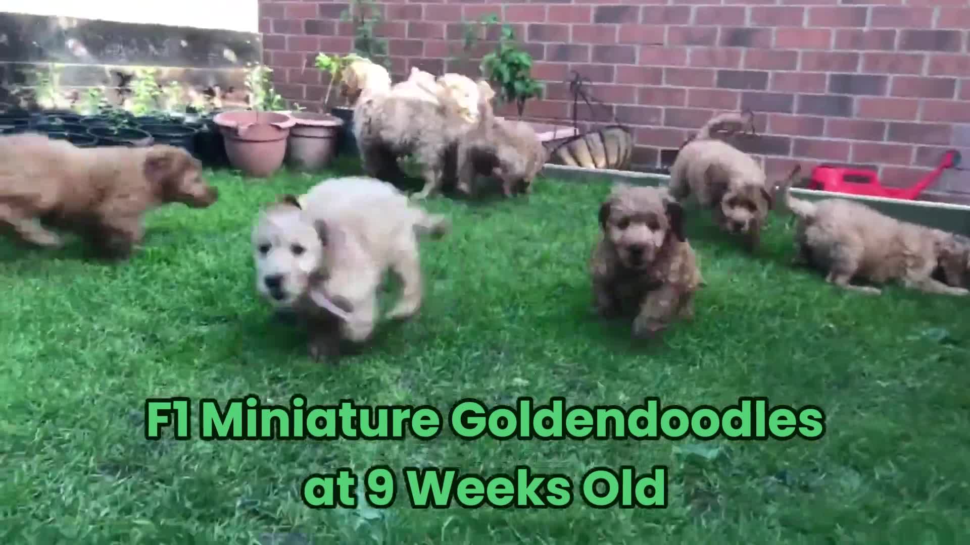 Goldendoodle dogs for sale: F1 Miniature Goldendoodle 100% DNA Health Tested - Video 1