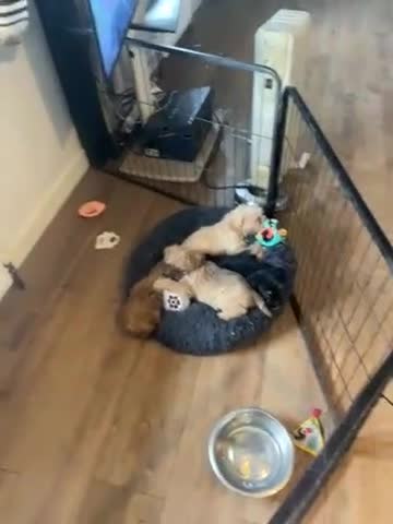 Mixed Breed dogs for sale: Norfolk terrier Cross by French bull bulldog cross - Video 1