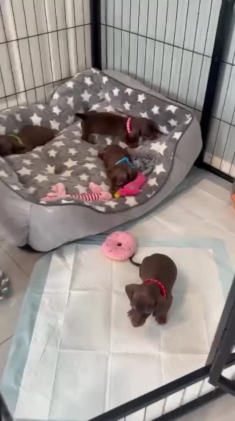 Miniature Dachshund dogs for sale: Beautiful Chocolate & Tan K.C Registered Puppies - Video 2