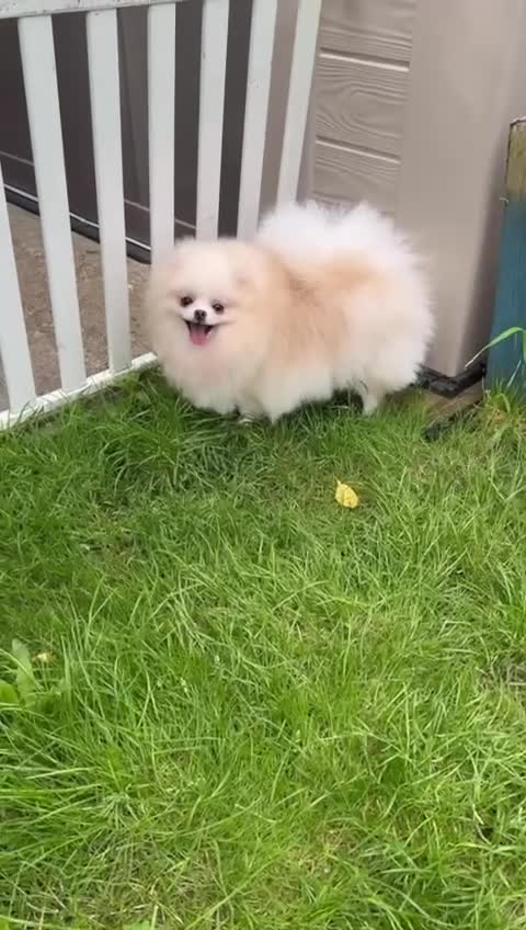 Pomeranian dogs for sale: Pomeranian Female for Sale – 3 Years Old - Video 1