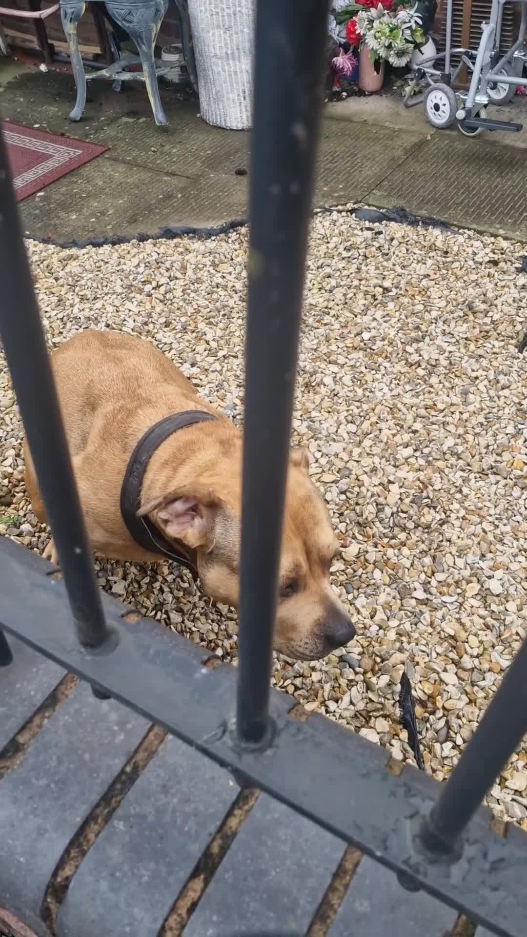 Mixed Breed dogs for sale: Urgent home needed please read!!!!### - Video 1