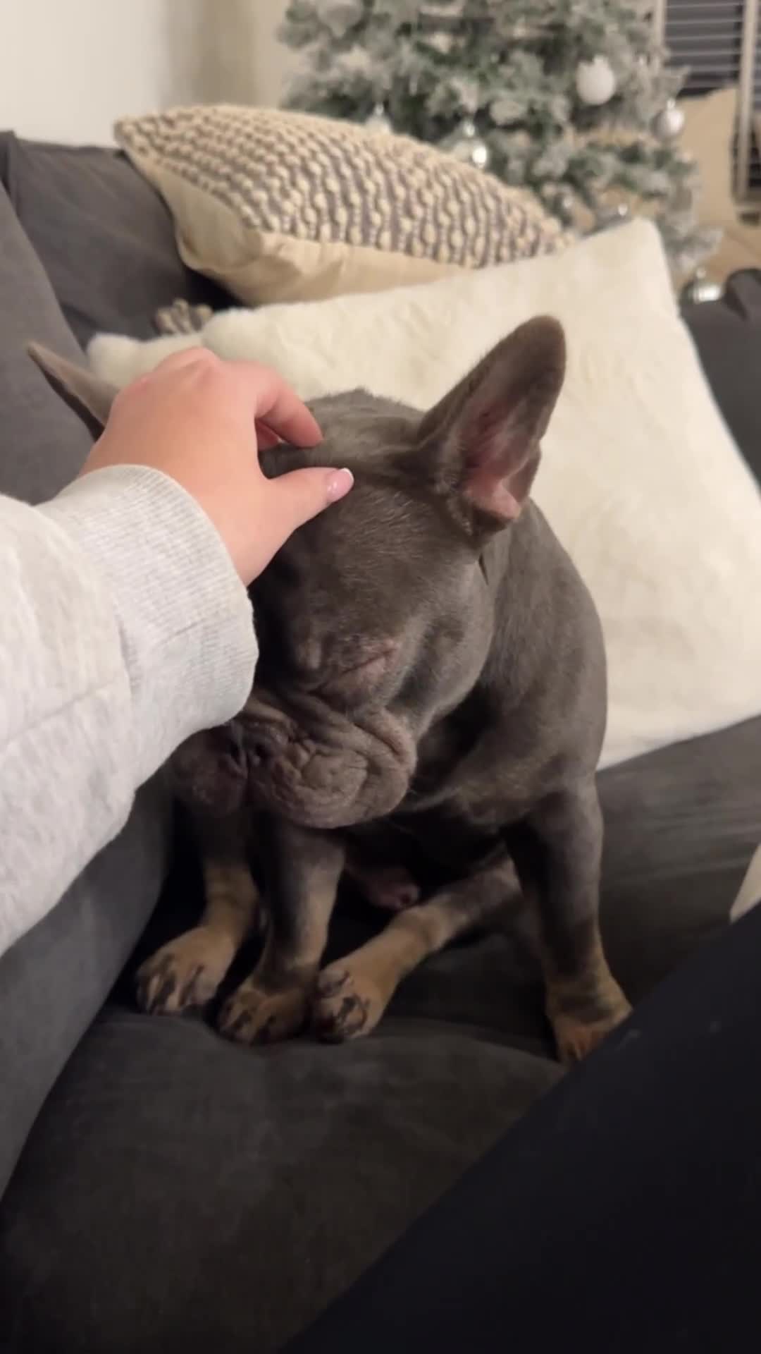 French Bulldog dogs for stud: Beautiful French Bulldog For Stud in Weston-super-Mare - Video 2