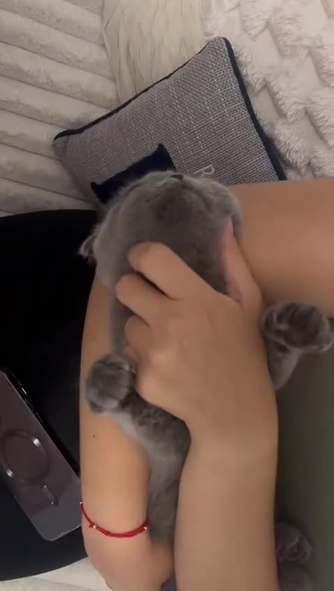 Scottish Fold cats for sale: Gorgeous fluffy Scottish fold available - Video 1