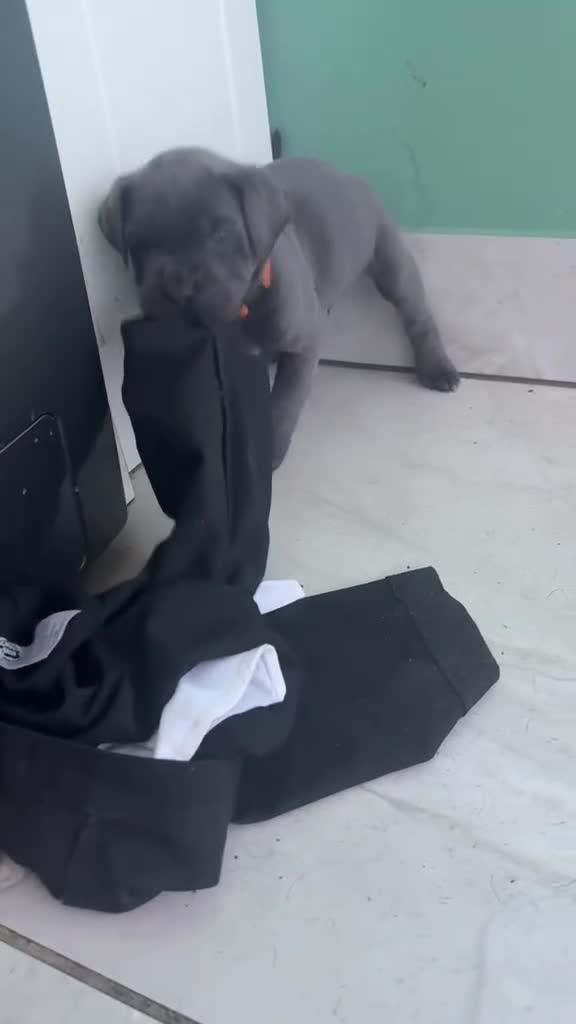 Cane Corso dogs for sale: Cane Corso Puppies for sale  in Hull - Video 3