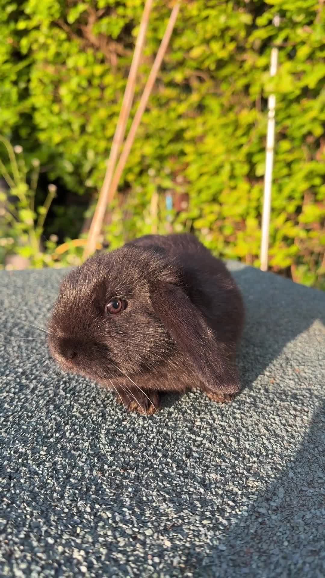 Mixed Breed rabbits for sale: Gorgeous Baby Rabbits – Handled Daily - Video 2