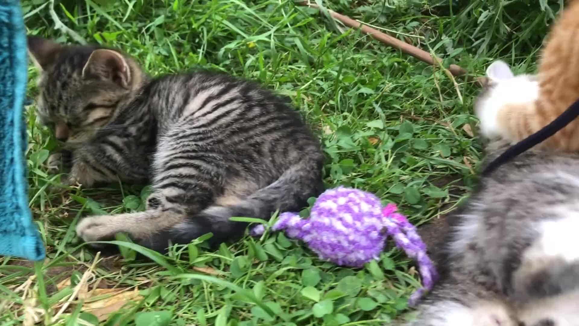 Mixed Breed cats for sale: Little darlings looking for loving homes - Video 1