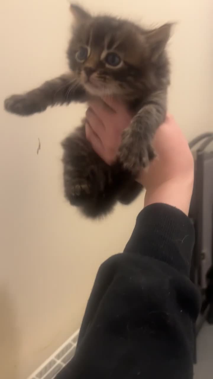 Bengal cats for sale: 3 beautiful, chunky, friendly Bengal X kittens - Video 3