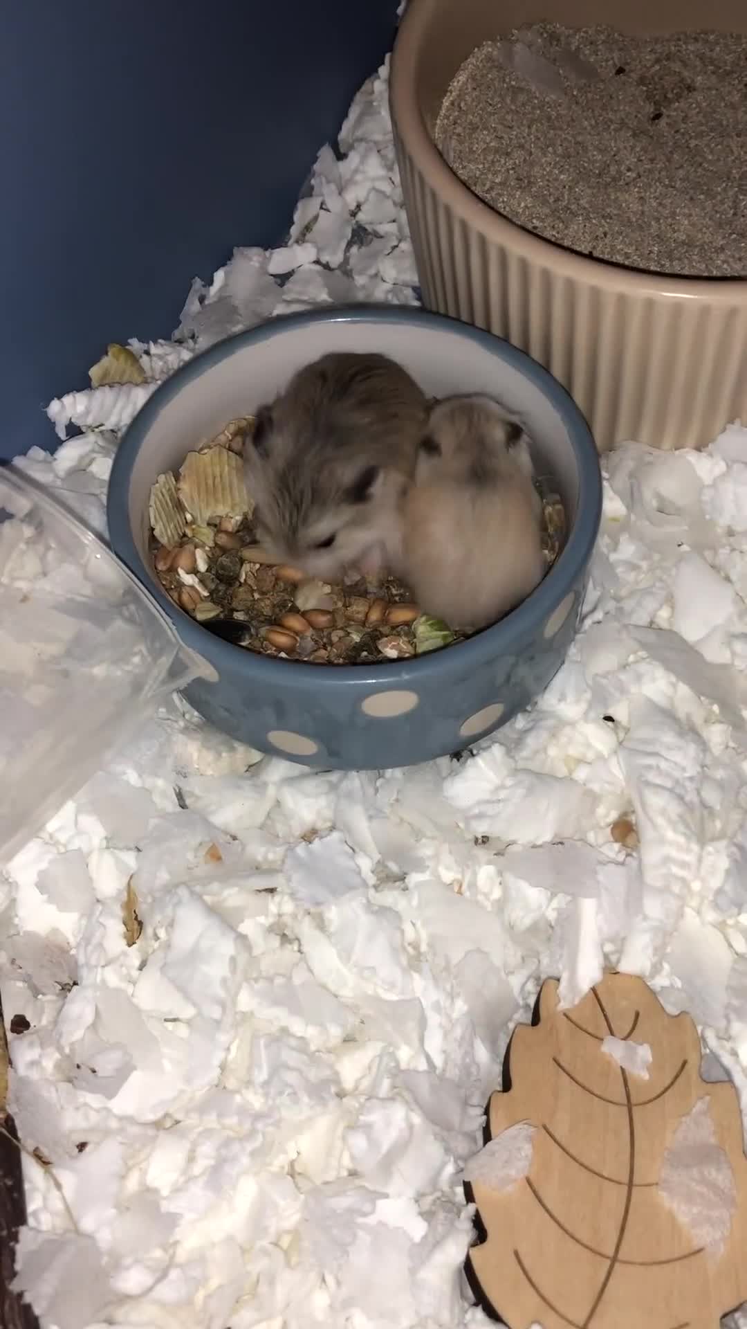 Hamster rodents for sale: roborovski dwarf hamster - Video 1