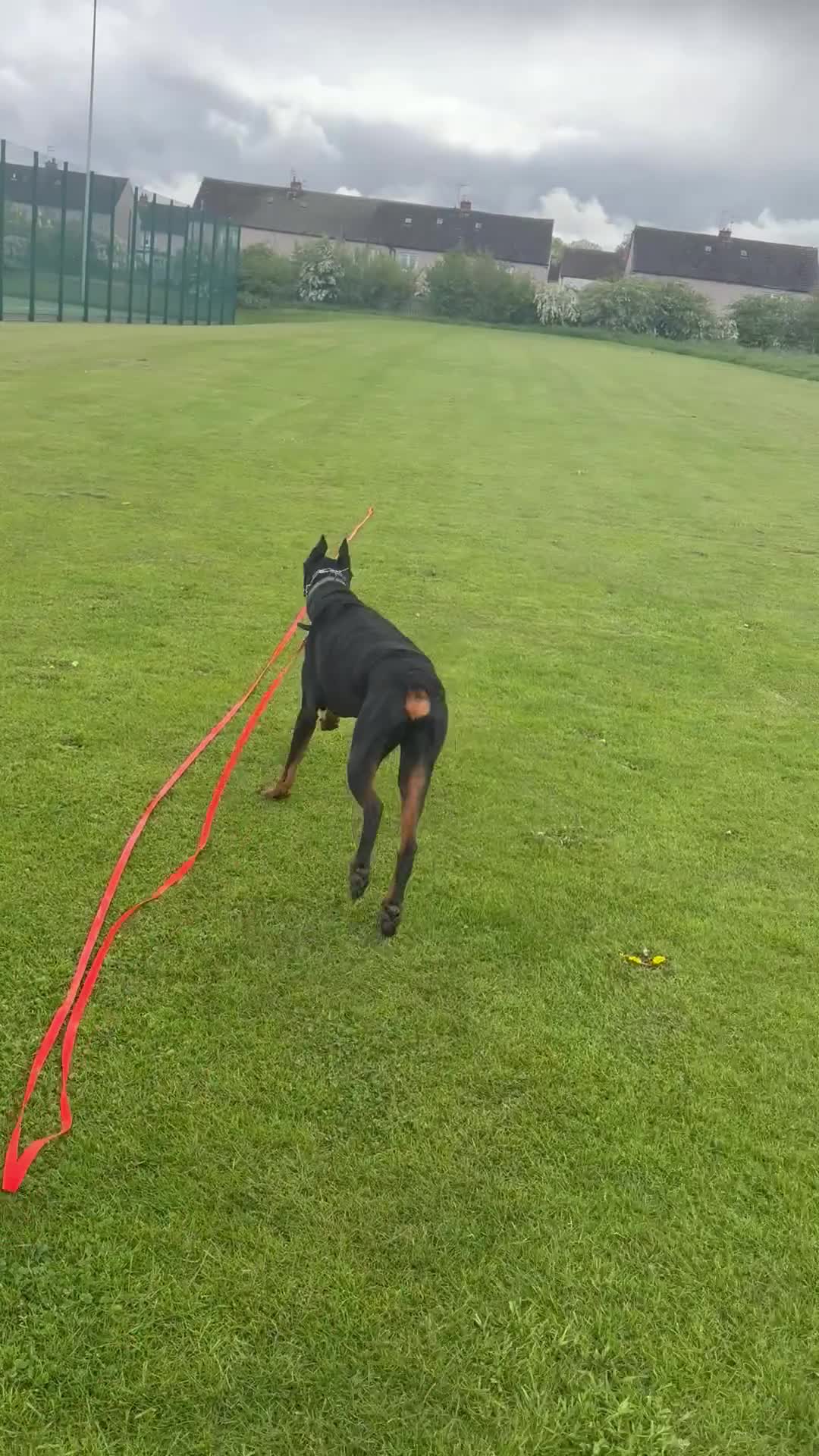 Dobermann dogs for sale: 7-YearOld Doberman Looking for an Experienced Home - Video 1