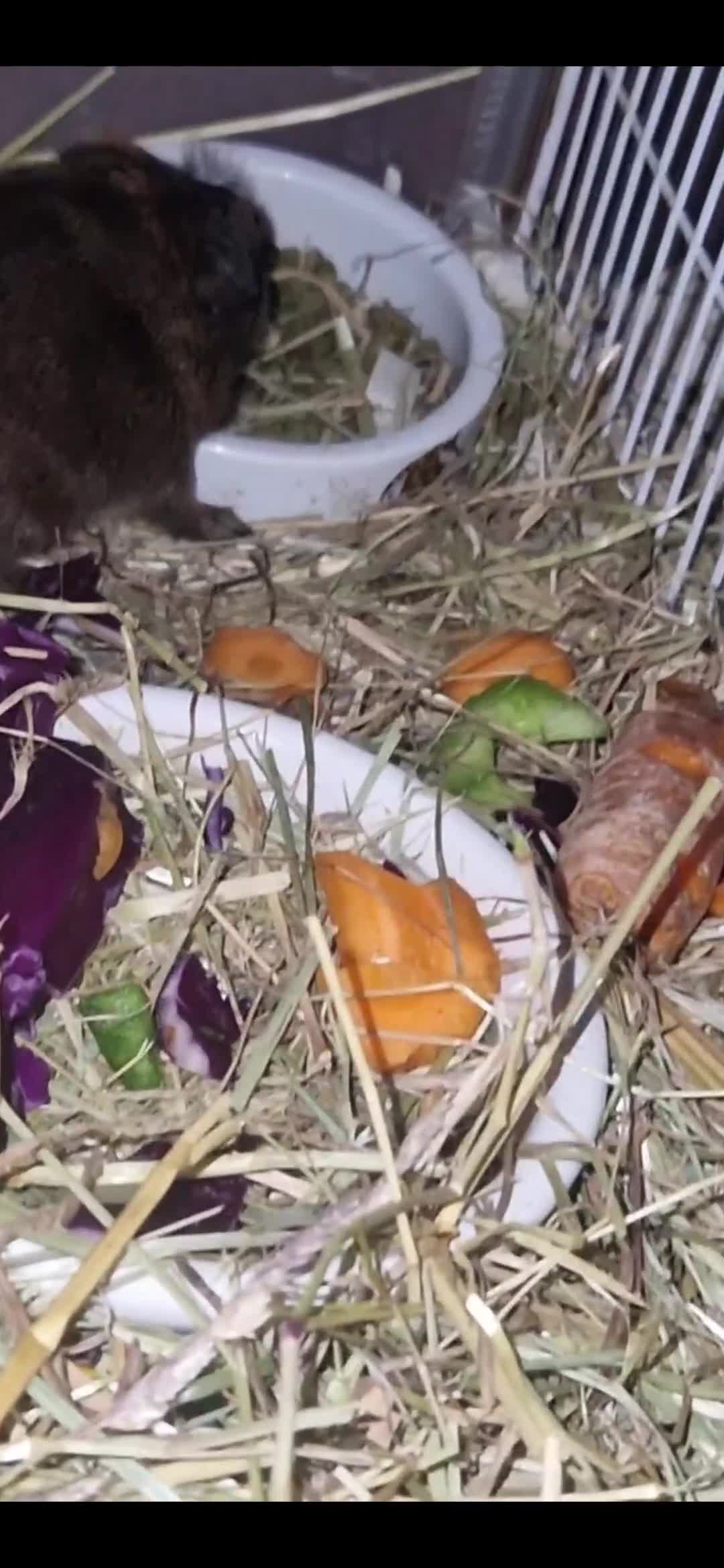 Guinea Pig rodents for sale: Agouti breed & shelte breed / 22nd mar 26 - Video 1