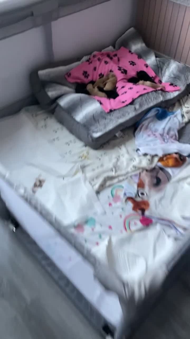 Springador dogs for sale: Labrador puppies - Video 1