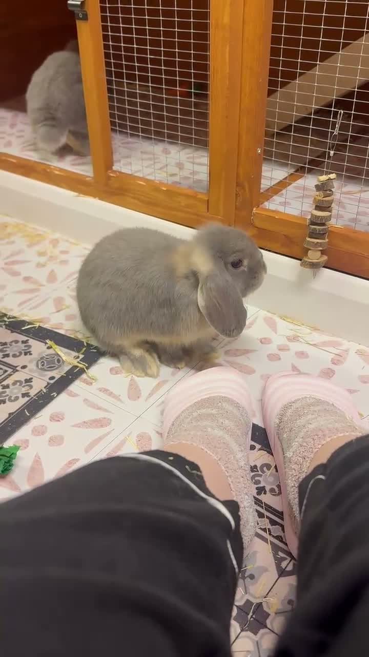 Mini Lop rabbits for sale: 2 Mini Lops for Sale  in Sheffield - Video 1