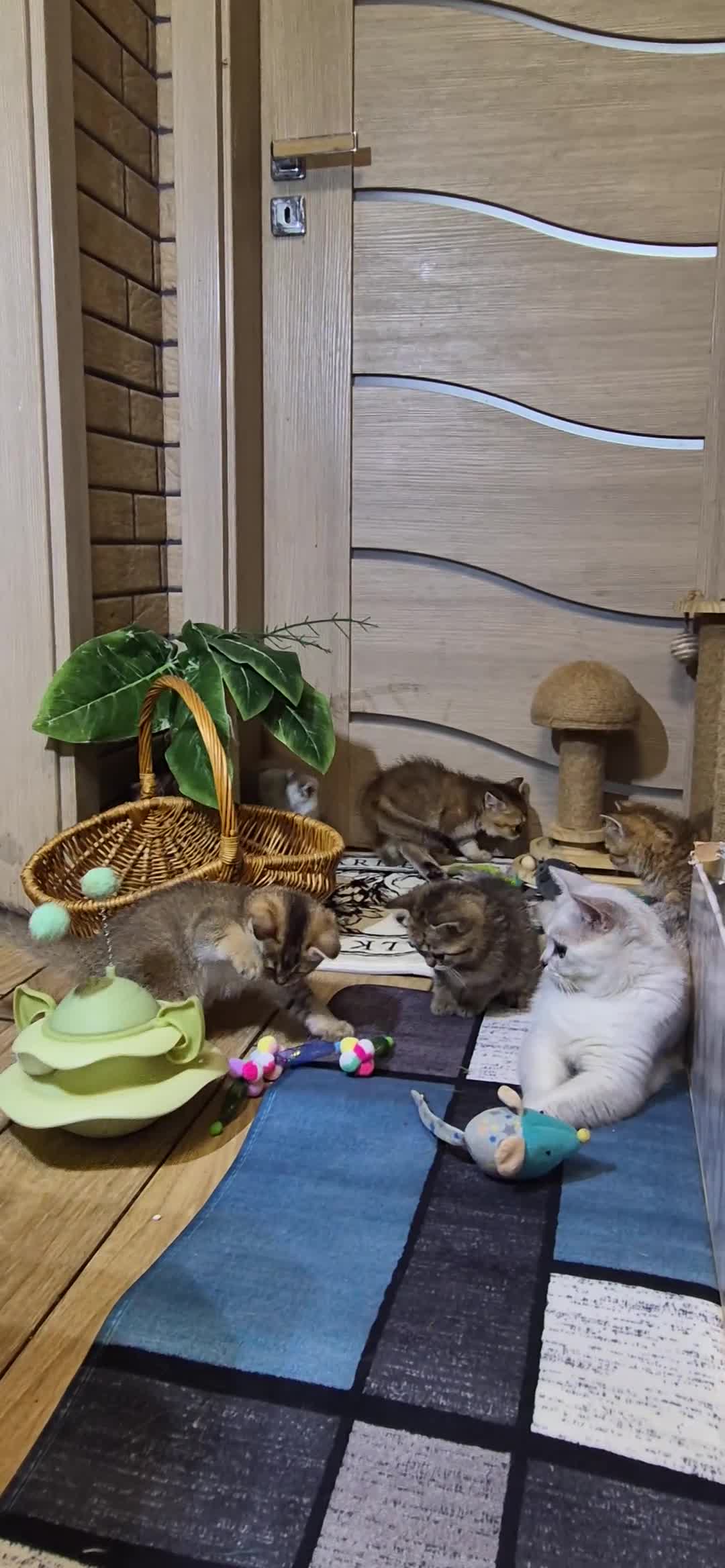 British Shorthair cats for sale: British Shorthairs  - Video 2