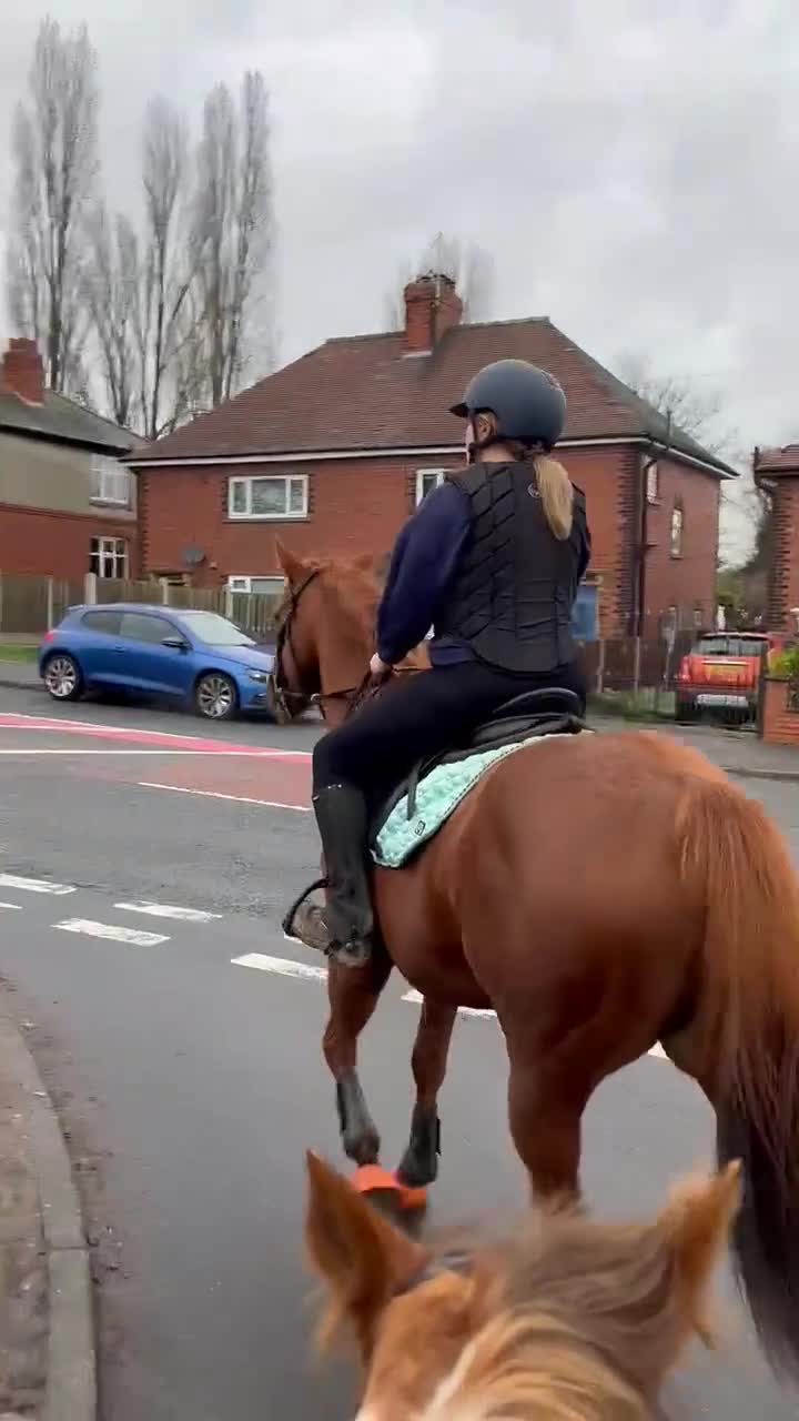 English Thoroughbred horses for sale: 16.2 Chestnut TB Mare - Video 2