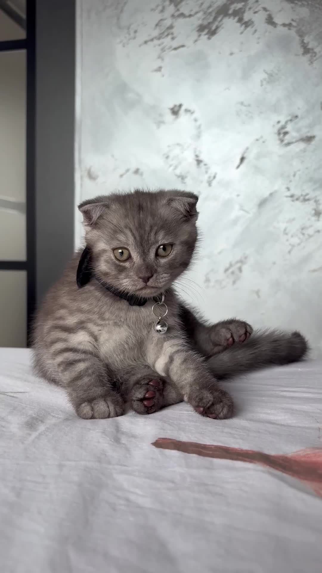 Scottish Fold cats for sale: Scottish fold kittens ready to find new homes - Video 3