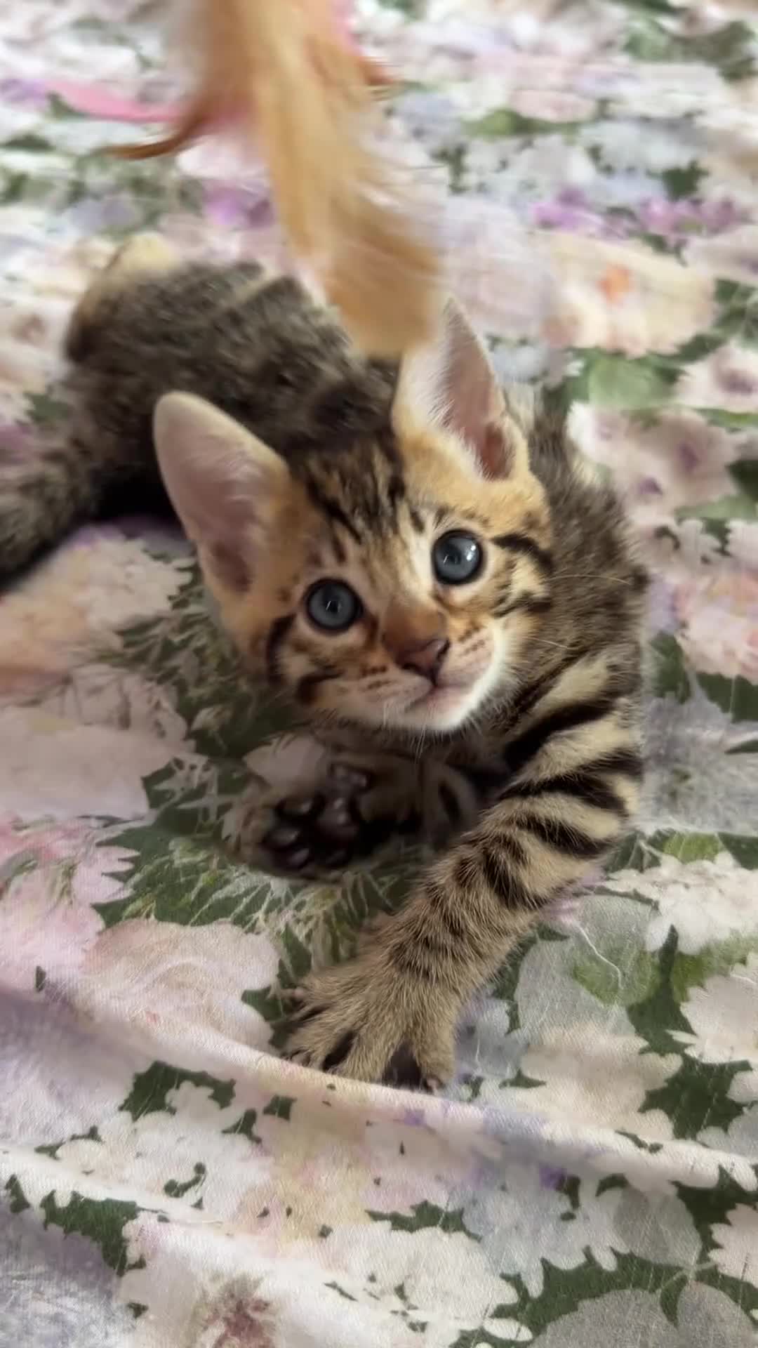 Bengal cats for sale: Beautiful bengal kittens 🐾🐾🐾 - Video 4